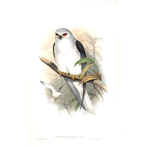 Celebean Elanus. John Gould. Birds of Asia Vol 1. Giclee Print