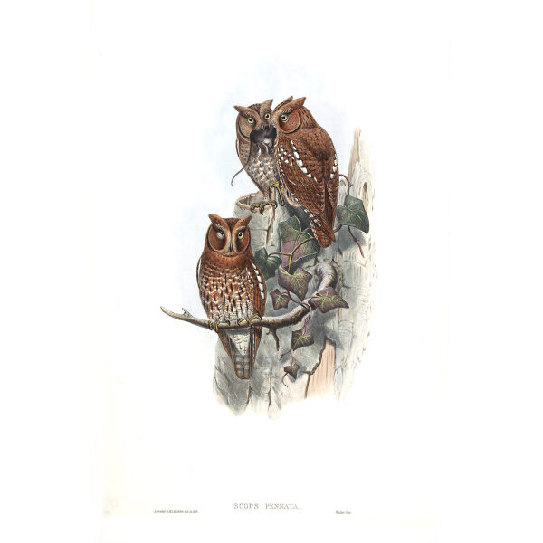 Indian Scops Owl. John Gould. Birds of Asia Vol 1. Giclee Print