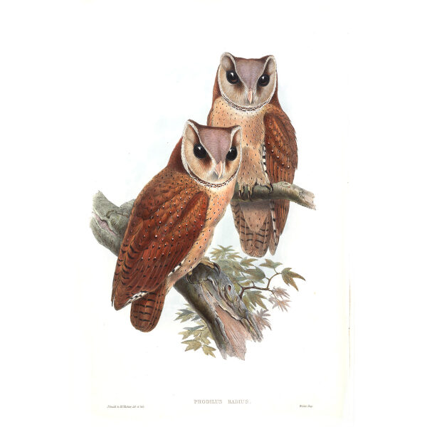 Bay Owl. John Gould. Birds of Asia Vol 1. Giclee Print