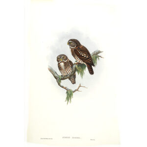 Brodies Owl. John Gould. Birds of Asia Vol 1. Giclee Print