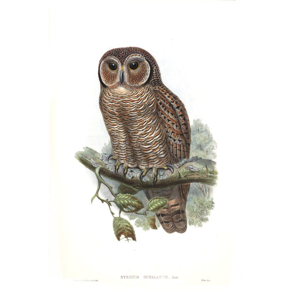 Skeckled Wood Owl. John Gould. Birds of Asia Vol 1. Giclee Print