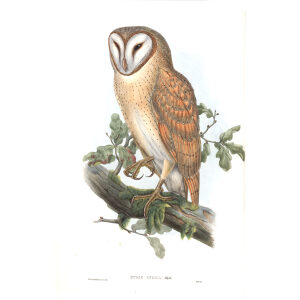 Indian Screech Owl. John Gould. Birds of Asia Vol 1. Giclee Print