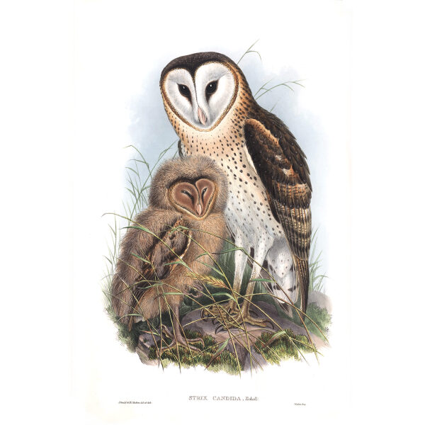 Grass Owl. John Gould. Birds of Asia Vol 1. Giclee Print