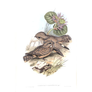 Maratta Nightjar. John Gould. Birds of Asia Vol 1. Giclee Print
