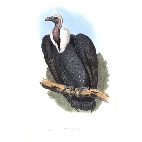 Bengal Vulture. John Gould. Birds of Asia Vol 1. Giclee Print