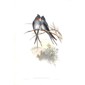 Crested Tree Swift. John Gould. Birds of Asia Vol 1. Giclee Print