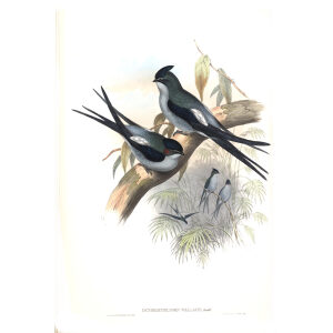 Vallace Tree Swift. John Gould. Birds of Asia Vol 1. Giclee Print