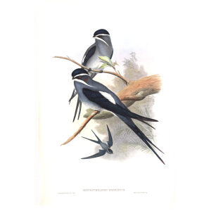 Bearded Tree Swift. John Gould. Birds of Asia Vol 1. Giclee Print