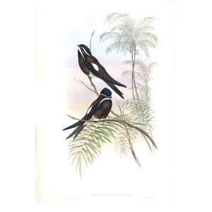 Hooded Tree Swift. John Gould. Birds of Asia Vol 1. Giclee Print