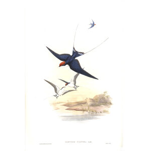 Wire tailed Swallow. John Gould. Birds of Asia Vol 1. Giclee Print