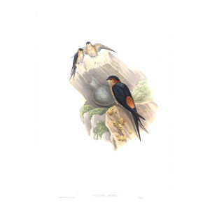 Daurian Mosque Swallow. John Gould. Birds of Asia Vol 1. Giclee Print