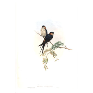 Indian Mosque Swallow. John Gould. Birds of Asia Vol 1. Giclee Print