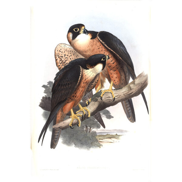 Shaheen Falcon. John Gould. Birds of Asia Vol 1. Giclee Print