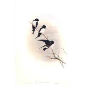 Nepal Martin Swallow. John Gould. Birds of Asia Vol 1. Giclee Print