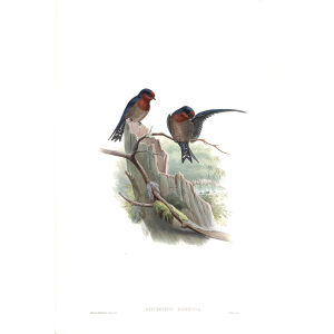 Bungalow Swallow. John Gould. Birds of Asia Vol 1. Giclee Print