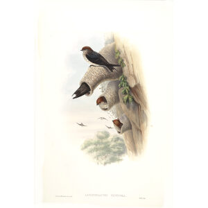 Indian Cliff Swallow. John Gould. Birds of Asia Vol 1. Giclee Print