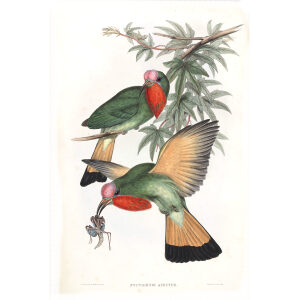 Red throated Nyctiornis. John Gould. Birds of Asia Vol 1. Giclee Print