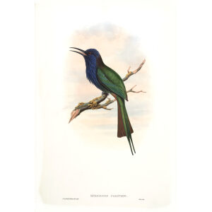 Forstens Bee eater. John Gould. Birds of Asia Vol 1. Giclee Print