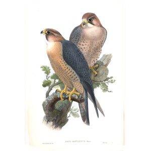 Red naped Falcon. John Gould. Birds of Asia Vol 1. Giclee Print