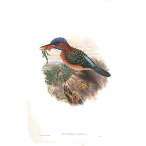 Hombron's Kingfisher. John Gould. Birds of Asia Vol 1. Giclee Print