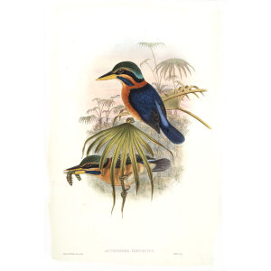 Sumatra Kingfisher. John Gould. Birds of Asia Vol 1. Giclee Print