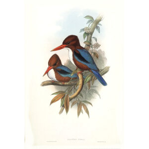 Indian Kingfisher. John Gould. Birds of Asia Vol 1. Giclee Print