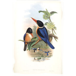 Black capped Kingfisher. John Gould. Birds of Asia Vol 1. Giclee Print