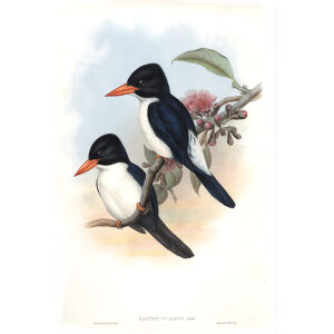 Black and White Kingfisher. John Gould. Birds of Asia Vol 1. Giclee Print