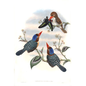 Banded Kingfisher. John Gould. Birds of Asia Vol 1. Giclee Print