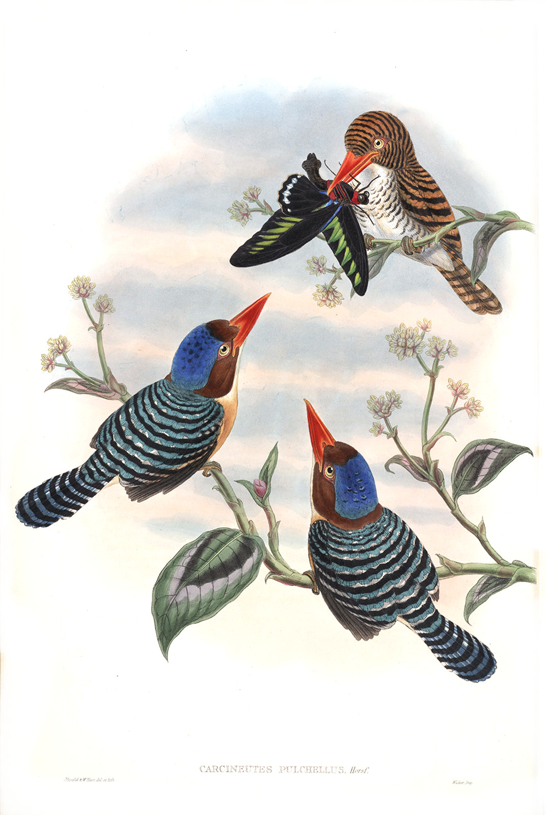 Banded Kingfisher. John Gould. Birds of Asia Vol 1. Giclee Print