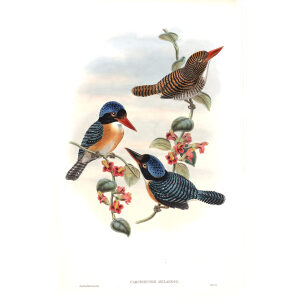 Black faced Kingfisher. John Gould. Birds of Asia Vol 1. Giclee Print