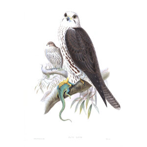 Saker Falcon. John Gould. Birds of Asia Vol 1. Giclee Print