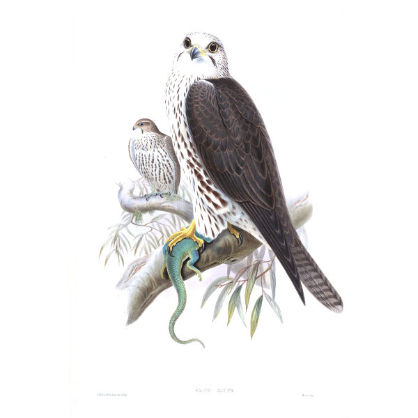 Saker Falcon. John Gould. Birds of Asia Vol 1. Giclee Print