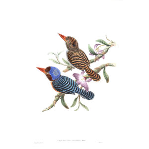 Tenasserim Kingfisher. John Gould. Birds of Asia Vol 1. Giclee Print