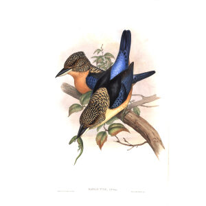 Mantled Kingfisher. John Gould. Birds of Asia Vol 1. Giclee Print