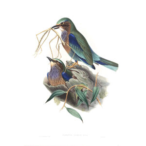 Burmesec Roller. John Gould. Birds of Asia Vol 1. Giclee Print