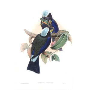 Temminck's Roller. John Gould. Birds of Asia Vol 1. Giclee Print