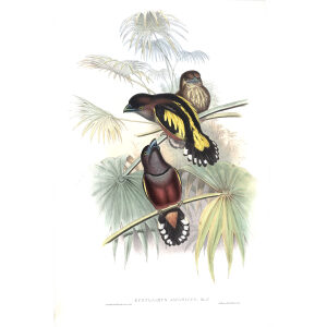 Javan Eurylaime. John Gould. Birds of Asia Vol 1. Giclee Print