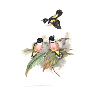 Hooded Eurylaime. John Gould. Birds of Asia Vol 1. Giclee Print