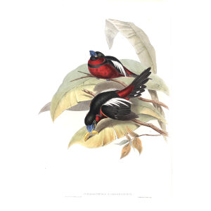 Great-billed Eurylaime. John Gould. Birds of Asia Vol 1. Giclee Print