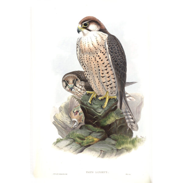 Lanner Falcon. John Gould. Birds of Asia Vol 1. Giclee Print