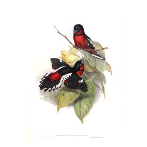 Allied Eurylaime. John Gould. Birds of Asia Vol 1. Giclee Print