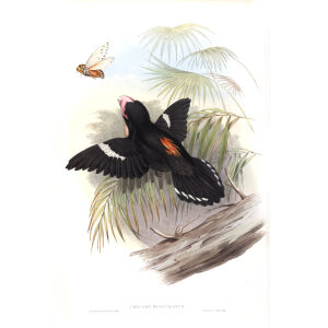 Great Eurylaime. John Gould. Birds of Asia Vol 1. Giclee Print