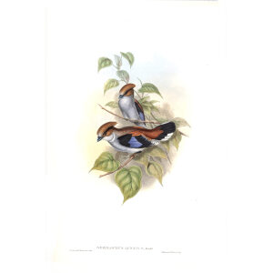 Lunated Eurylaime. John Gould. Birds of Asia Vol 1. Giclee Print