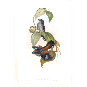 Red-backed Eurylaime. John Gould. Birds of Asia Vol 1. Giclee Print
