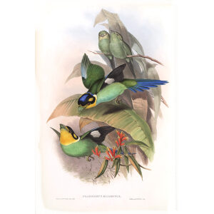 Dalhousie's Eurylaime. John Gould. Birds of Asia Vol 1. Giclee Print