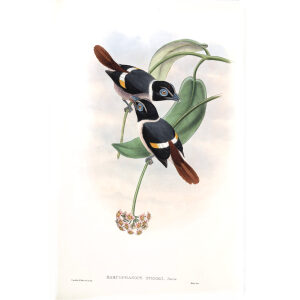 Steere's Broadbill. John Gould. Birds of Asia Vol 1. Giclee Print