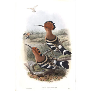 Indian Hoopoe. John Gould. Birds of Asia Vol 1. Giclee Print