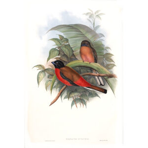 Duvaucel's Trogon. John Gould. Birds of Asia Vol 1. Giclee Print