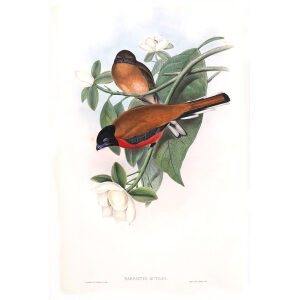 Malacca Trogon. John Gould. Birds of Asia Vol 1. Giclee Print